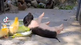 Funny animals 132