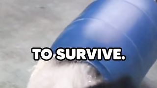 pandas are the dumbest creatures on earth