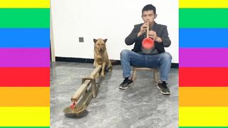 My dog ​​can play musical instruments.
