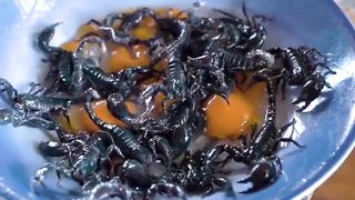 O.M.G Food, Scorpions Cooking