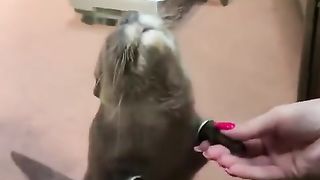Otter reaching out