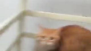 horror cat