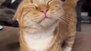 Cat getting a head massage