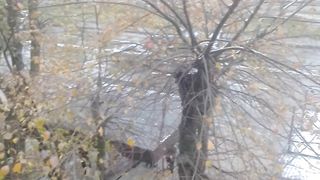 Video 337