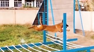 Dog extremely