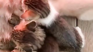 Kasih sayang ibu 4