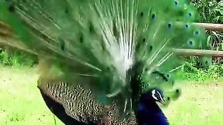 Burung Merak bahagia