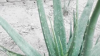 (ایلوا) گھیکوار کی شناخت