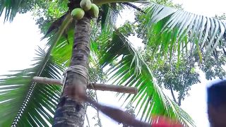 FUNNY COCONUT