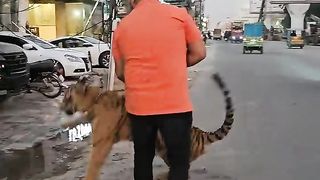 Tiger attacks passerby