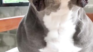 Amazing video Amazing Dog..