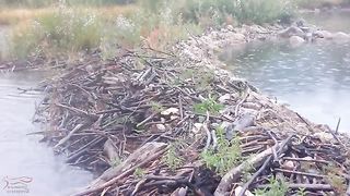 Beaver Dam Cam
