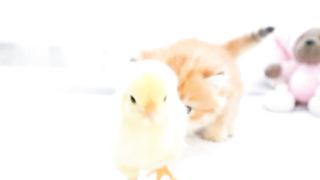 So Cute and Funny Video | Funny Animal | Most Beautiful | Nature