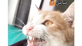 Fun With Cats