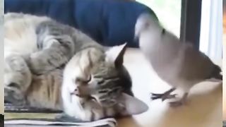 Animals 59