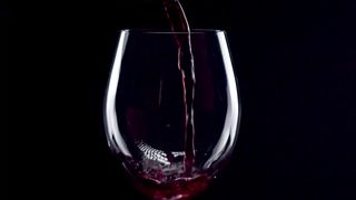 "Gourmet Gratification: A Visual Culinary Experience"