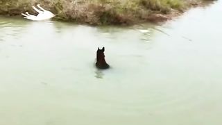 Dog and Duck
