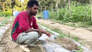 Keunggulan menggunakan mulsa plastik