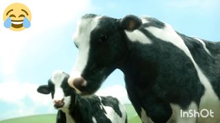 Funny Cow Dance 2