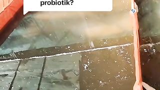 Jangan malas tebar probiotik atau garam grosok kekolam setelah hujan
