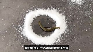 It is said that leeches will turn into a pool of water when they encounter salt?