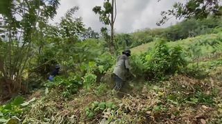 Cara praktis membersihkan lahan di perkebunan