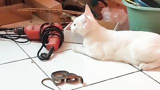 Snake and Cat