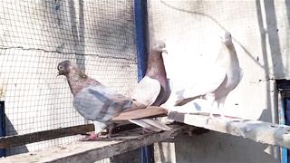 Beautiful pigeon ambar saria breadar pair
