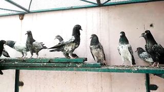 Parvazi young breeder chiks beautiful