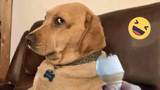 EXTREME Try Not To Laugh Funniest Videos