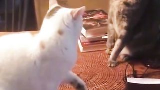Funny video very funny video 2