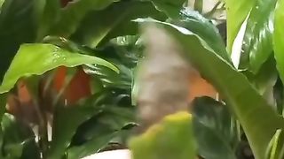 сохнут цветыы