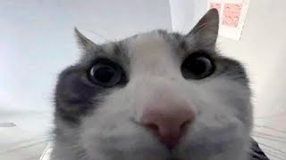 BEST MEMES COMPILATION | 100% LOSE | Memes Compilation 2023