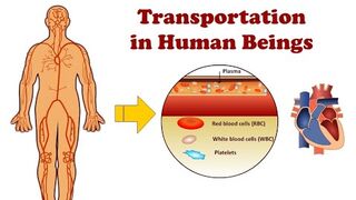 Transport in Humans? Blood circulatory system? Lymphatic system? Biology #knowledge #easy #Understand