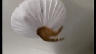 Funny cat 248
