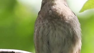 Birds and Nature