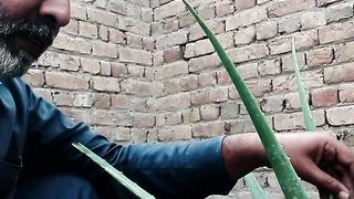 Alovara   گھیکوار