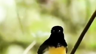 Birds and Nature 2