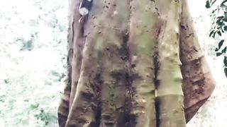Ini pohon kayu raksasa umur ratusan tahun