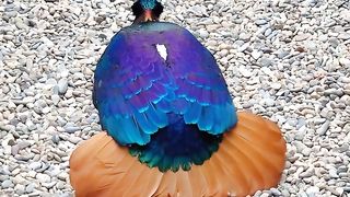 Wow Rocky Birds