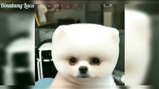 Best Funny Animal Videos Of The 2023 Funny Cats and Dogs Video Funniest Animals 1009