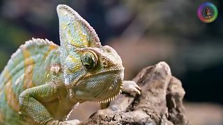 Best Funny Animal Videos Of The 2023 Funny Cats and Dogs Video Funniest Animals 1010