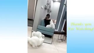 Best Funny Animal Videos Of The 2023 Funny Cats and Dogs Video Funniest Animals 1101