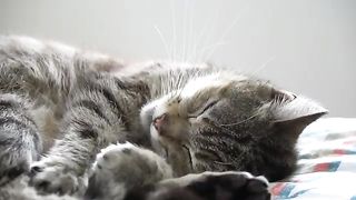 Best Funny Animal Videos Of The 2023 Funny Cats and Dogs Video Funniest Animals 1102