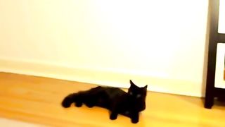 Best Funny Animal Videos Of The 2023 Funny Cats and Dogs Video Funniest Animals 1103