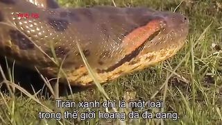 Best Funny Animal Videos Of The 2023 Funny Cats and Dogs Video Funniest Animals 1104