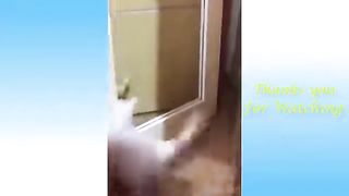 Best Funny Animal Videos Of The 2023 Funny Cats and Dogs Video Funniest Animals 1105