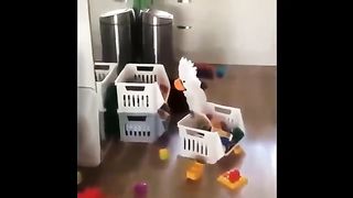 Best Funny Animal Videos Of The 2023 Funny Cats and Dogs Video Funniest Animals 1106