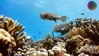 Best Funny Animal Videos Of The 2023 Funny Cats and Dogs Video Funniest Animals 1107