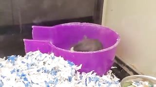 Best Funny Animal Videos Of The 2023 Funny Cats and Dogs Video Funniest Animals 1108